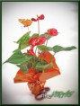 /album/cserepes-viragok/dsc-0139web-jpg/