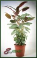 /album/cserepes-viragok/dsc-0156web-jpg/