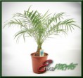 /album/cserepes-viragok/dsc-0160web-jpg/